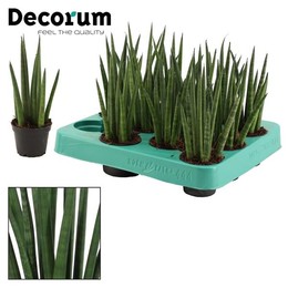 Ракета Sansevieria Cylindrica 6 См ( Sansevieria Cylindrica 6 Cm Rocket (decorum) ) W 6 см H 16 см