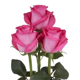 Rosa Gr Topaz ( Топаз ) В60 Rosa Prima