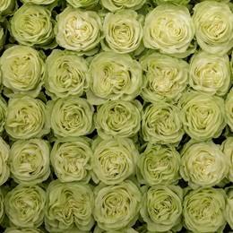 Rosa Gr Wasabi ( Васаби ) В60 Rosa Prima