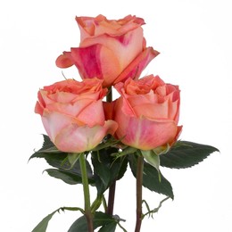 Rosa Gr Wild Spirit ( Вилд Спирит ) В60 Rosa Prima