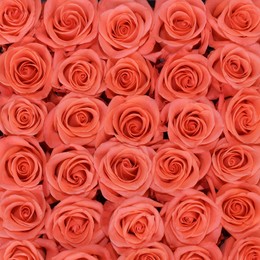Rosa Gr Wow ( Вау ) В60 Rosa Prima