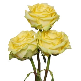Rosa Gr Yokohama ( Екохама ) В60 Rosa Prima