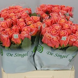 Rosa Gr Miss Piggy (Роза Гр Мисс Пигги ) В60 ROSE HILL