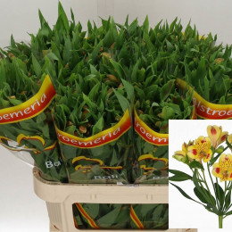Alstroemeria Bali (Альстромерия Бали) В75
