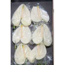 Anthurium Moments (Антуриум Моментс) В45