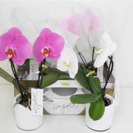 Фаленопсис Синголо Смешанный ( Phalaenopsis Singolo Mixed ) W 9 см H 40 см