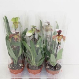 Paphiopedilum America Гибрид Смешанный 2 голоса ( Paphiopedilum Amerika Hyb Mixed 2 stem ) W 12 см H
