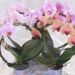 Фаленопсис Лунный Смешанный ( Phalaenopsis Moon Mixed ) W 12 см H 45 см