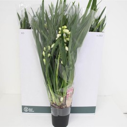 Цимбидиум ледяной каскад 5 стеблей ( Cymbidium Ice Cascade 5 stem ) W 14 см H 55 см