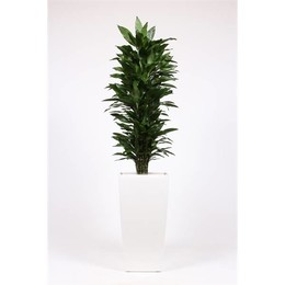 Драцена Джанет Линд в горшке с горошком "Белая" ( Dracaena Janet Lind In Piza Pot "wit" ) W 40 см H