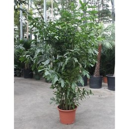 Кариота Митис ( Caryota Mitis ) W 55 см H 280 см