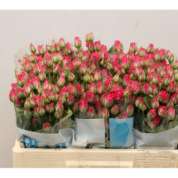 Rosa tr tessa (Роза Тр Тесса) В50