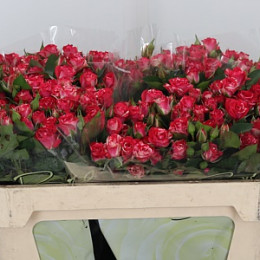 Rosa Tr Fireworks (Роза Тр Фаерворкс) В80