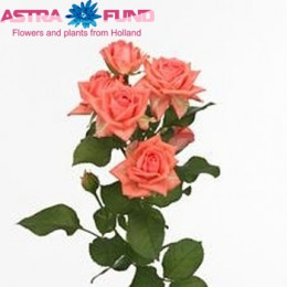Rosa Tr Alegria (Роза Тр Алегрия) В60