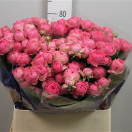 Rosa tr Giselle (Роза тр Жизель) В60