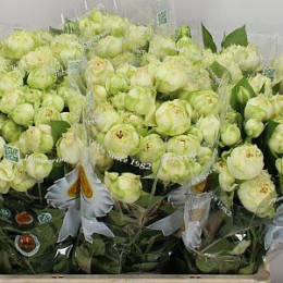 Rosa Tr Blanchette (Роза Тр Бланшетт) В70