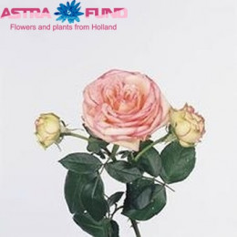 Rosa tr Biedermeier (Роза тр Бьедермьер) В40
