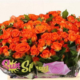 Rosa Tr Babe (Роза Тр Бэйби) В50