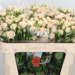 Rosa Tr Jana (Роза Тр Яна) В70
