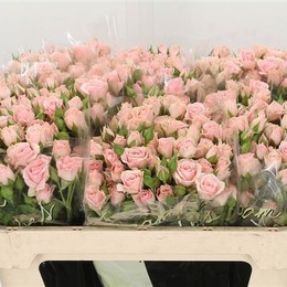 Rosa Tr Lydia (Роза Тр Лидия) В60