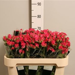 Rosa Tr Lianne (Роза Тр Лианн) В70