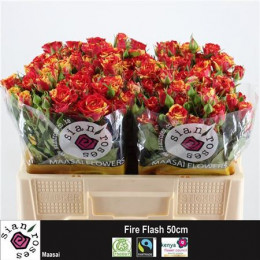 Rosa Tr Fire Flash (Роза Тр Фаер Флеш) В80