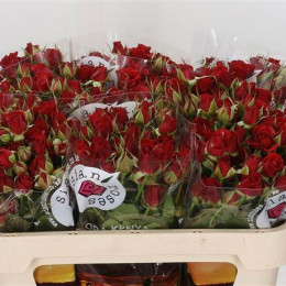 Rosa Tr Mirabel (Роза Тр Мирабел) В60