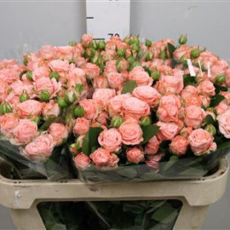 Rosa Tr Madam Bombastic (Роза Тр Мадам Бомбастик) В80