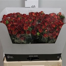 Rosa Tr Chococcino (Роза Тр Чокочино) В50