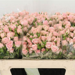 Rosa Tr Lydia (Роза Тр Лидия) В70
