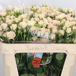 Rosa Tr Jana (Роза Тр Яна) В80