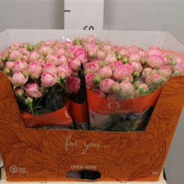 Rosa Tr Super Sensation (Роза Тр Супер Сенсейшн) В60