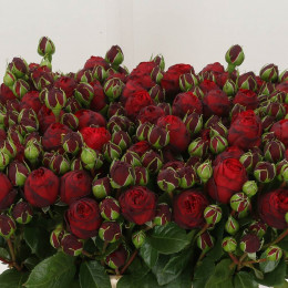 Rosa tr piano freiland(Роза тр Пиано Фриленд) В50