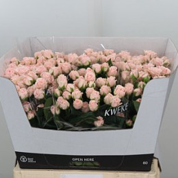 Rosa Tr Romantic Bubbles (Роза Тр Романтик Бабблс) В60