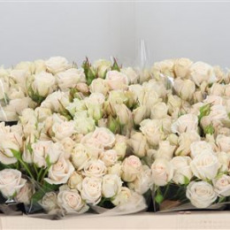 Rosa tr royal porcelina (Роза Тр роял порцелина) В50