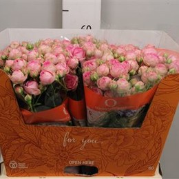 Rosa Tr Super Sensation (Роза Тр Супер Сенсейшн) В50