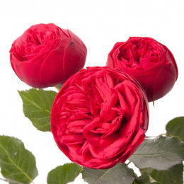 Rosa Tr Red Piano (Роза Тр Ред Пиано) В70