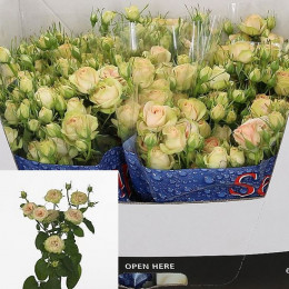 Rosa Tr Romantic Pepita (Роза Тр Романтик Пепита) В70