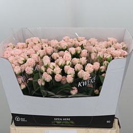 Rosa Tr Romantic Bubbles (Роза Тр Романтик Бабблс) В70
