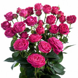 Rosa Tr Scented Air (Роза Тр Сцентед Эир) В70