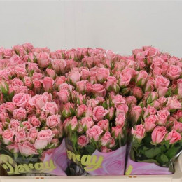 Rosa Tr Odilia (Роза Тр Одилия) В70