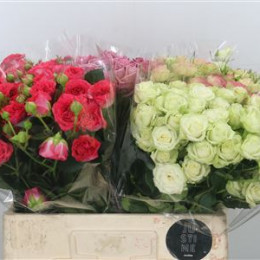 Rosa tr overig (Роза тр овериг) В40