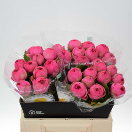 Rosa Tr Pink Piano (Роза Тр Пинк Пиано) В40