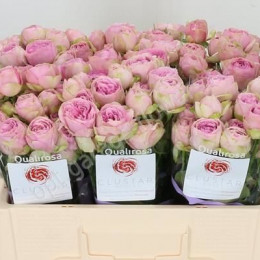 Rosa Tr Pink Lace (Роза Тр Пинк Лейс) В70