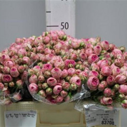 Rosa Tr Splash Sensation (Роза Тр Сплеш Сенсейшн) В60