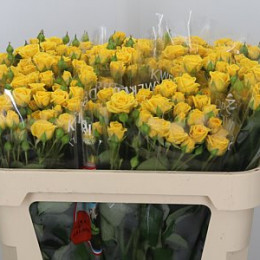 Rosa Tr Shine (Роза Тр Шайн) В60