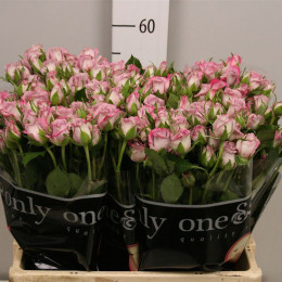 Rosa tr ocean mikado (Роза тр Оушен Микадо) В60