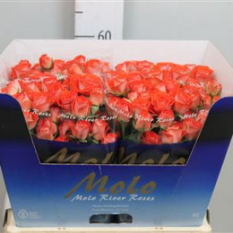 Rosa Tr Zadique (Роза Тр Задик) В80