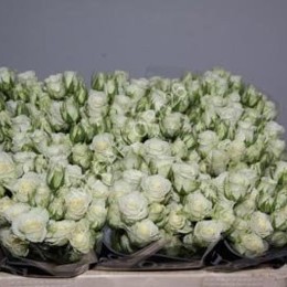 Rosa Tr Snow Flake (Роза Тр Сноу Флейк ) В80