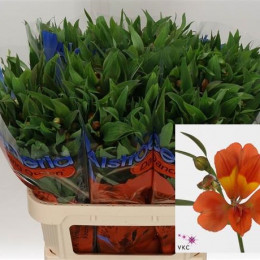 Alstroemeria Dancing Queen (Альстромерия Денсинг Квин) В80